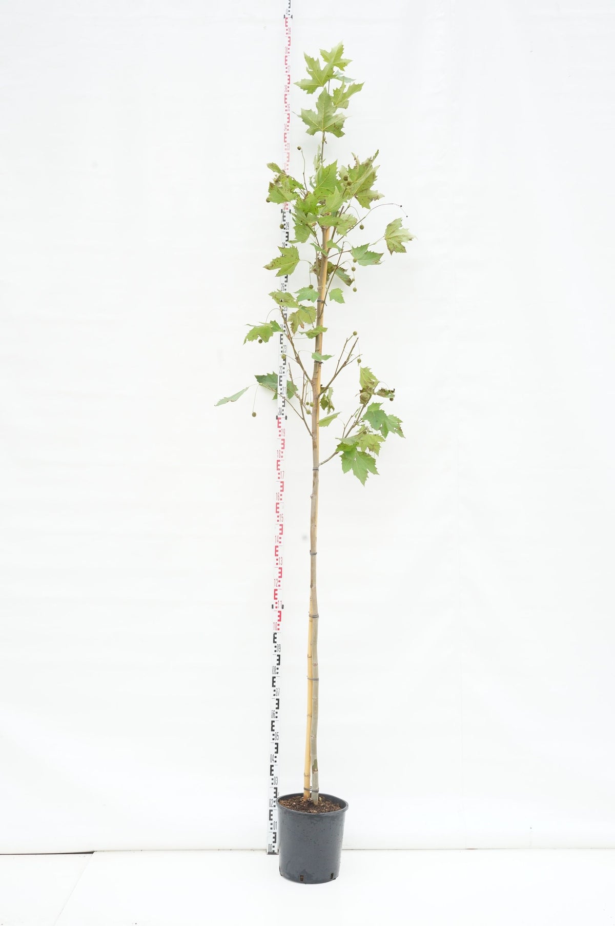 Platanus hispanica (acerifolia) 20-25 cm Högstam (nätklump)
