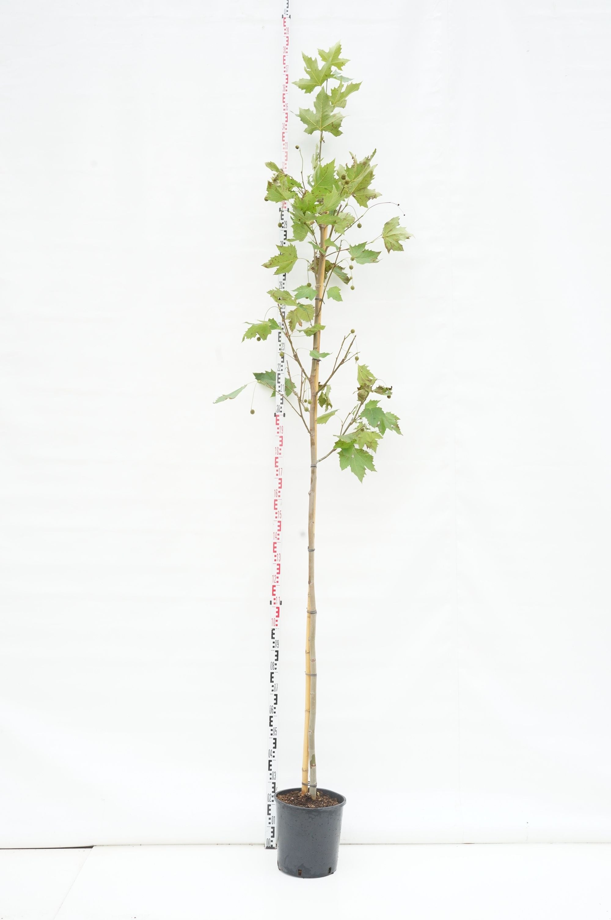 Platanus hispanica (acerifolia) stam 12-14 cm, C35 (35 liters kruka)