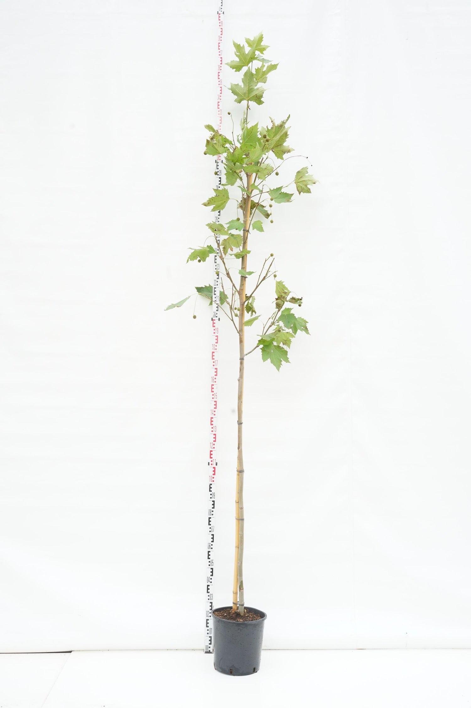 Platanus hispanica (acerifolia) 18-20 cm stamomfång C35 (35 liters kruka)