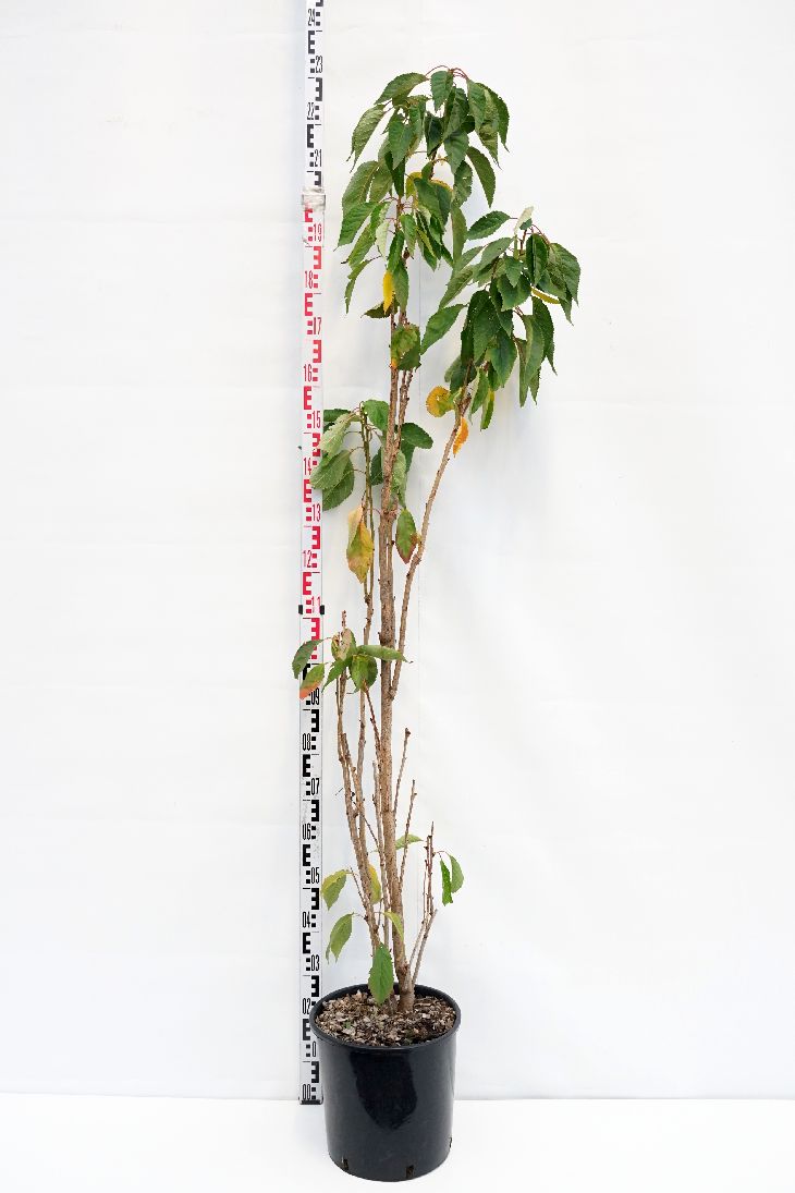 Prunus serr. &