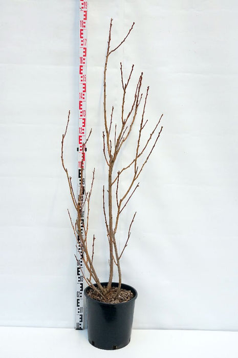 Prunus serr. 'Royal Burgundy'