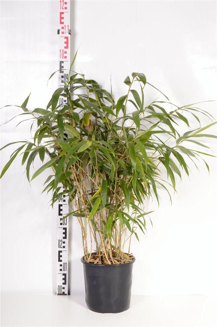 Pseudosasa japonica (Arundin. jap.) C5 (5 liters kruka) / 23 cm kruka