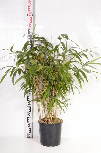 Pseudosasa japonica C5 (5 liters kruka)