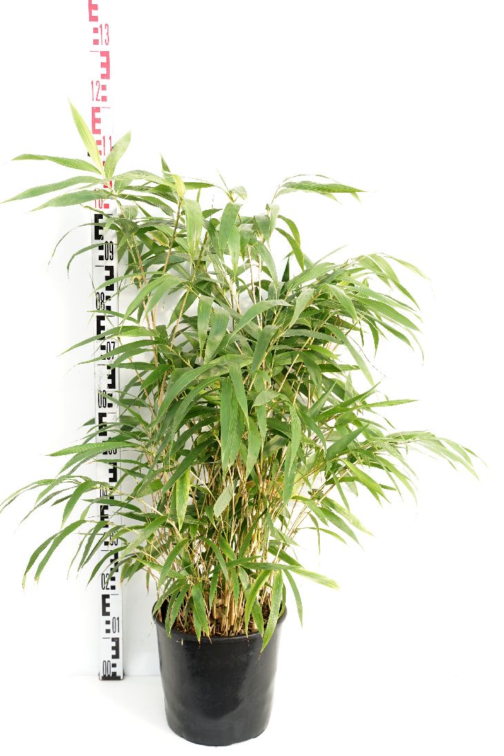 Pseudosasa japonica (Arundin. jap.) C10 (10 liters kruka) 175-200 cm