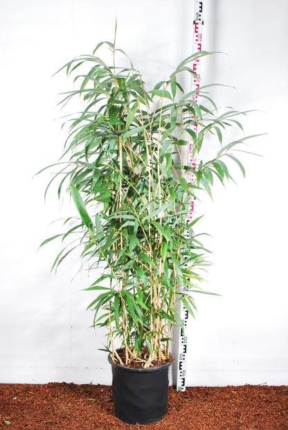 Pseudosasa japonica (Arundin. jap.) C18 (18 liters kruka) 100-150 cm