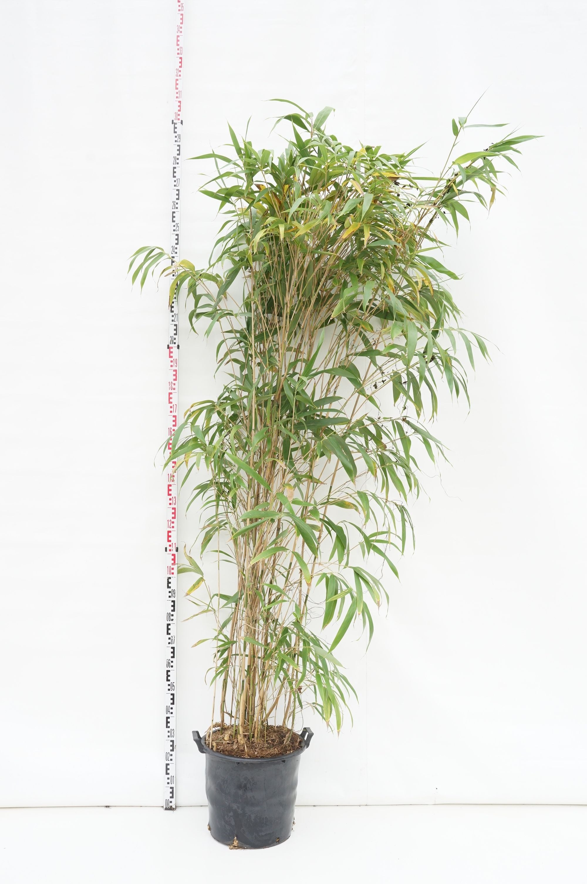 Pseudosasa japonica (Arundin. jap.) - C35 200-250 CM