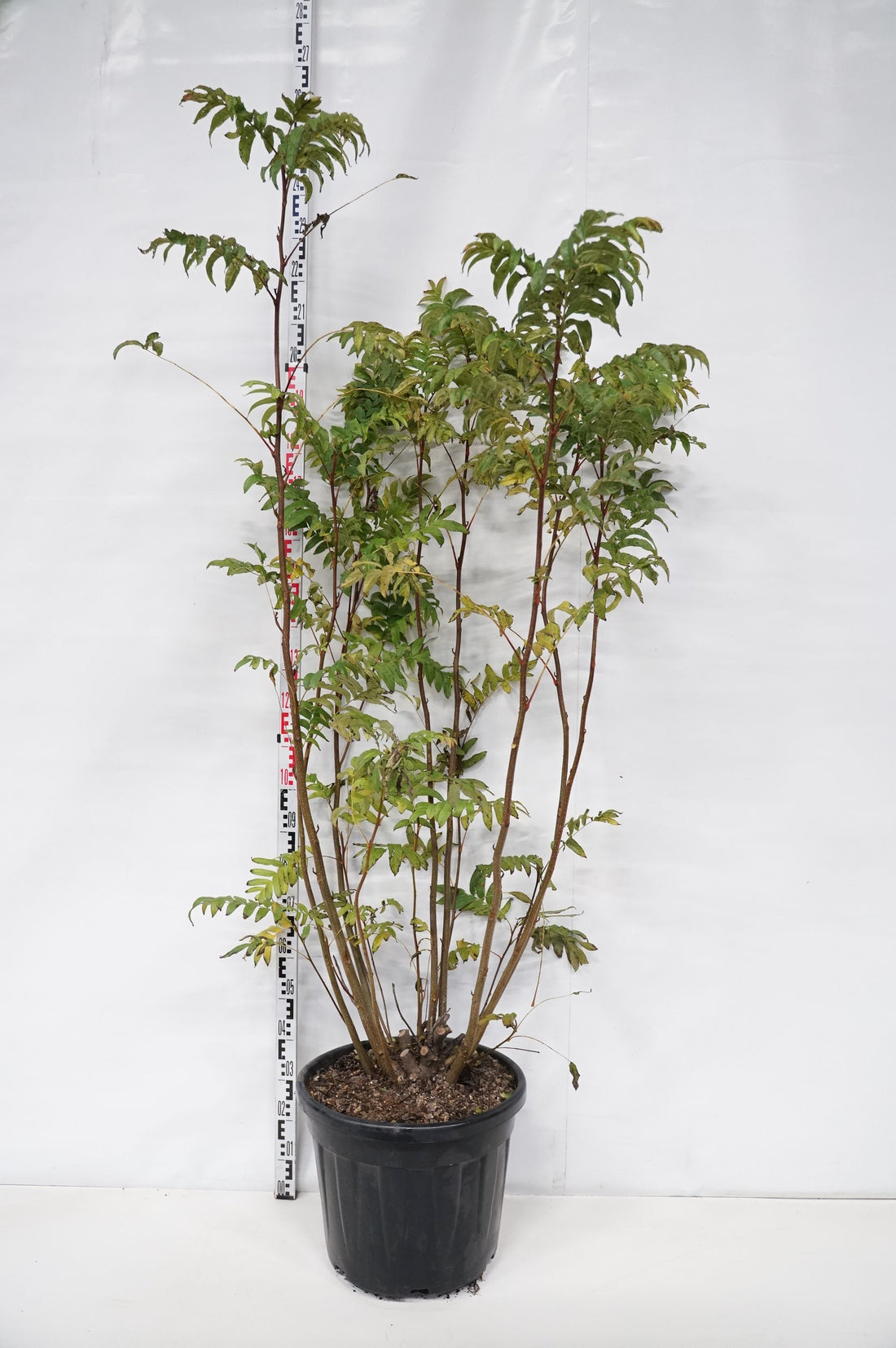 Pterocarya fraxinifolia 12-14 cm stamomkrets (barrot)