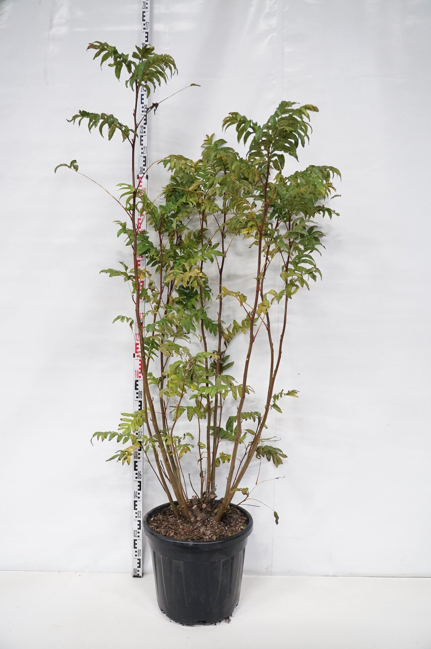 Pterocarya fraxinifolia - Kaukasisk vingnöt, stamomfång 10-12 cm, barrot