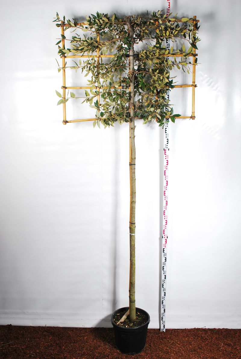 Ek ilex (espalier) - 200 ST 10-12 CM C35