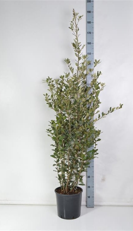 Quercus ilex