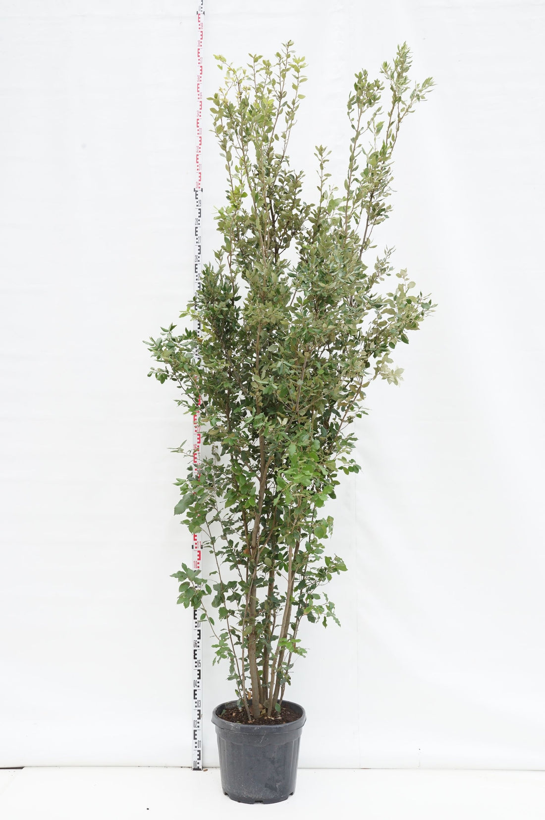 Ek ilex - C55 250-300 CM