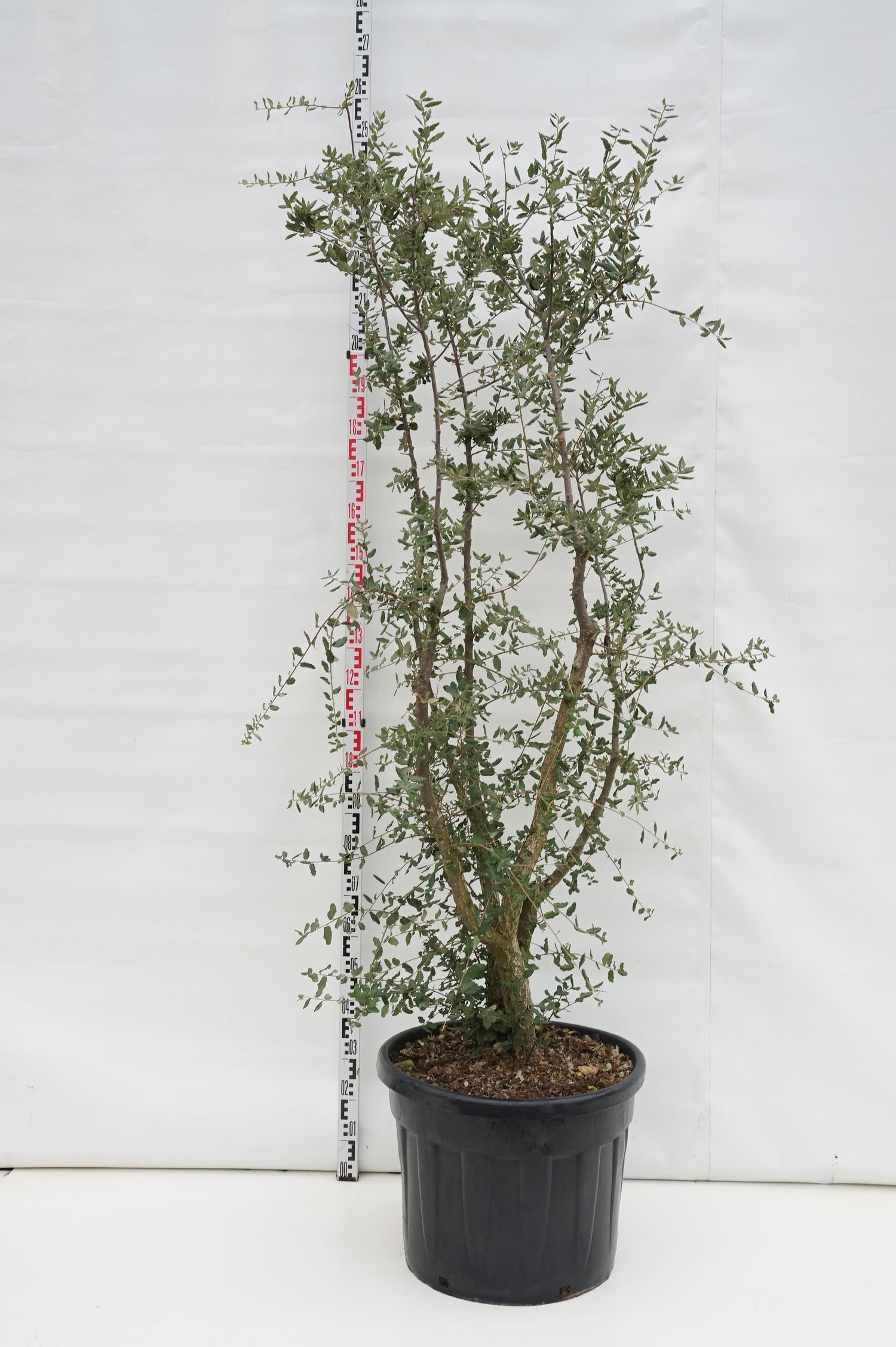 Quercus suber C70 (70 liters kruka) 200-250 cm