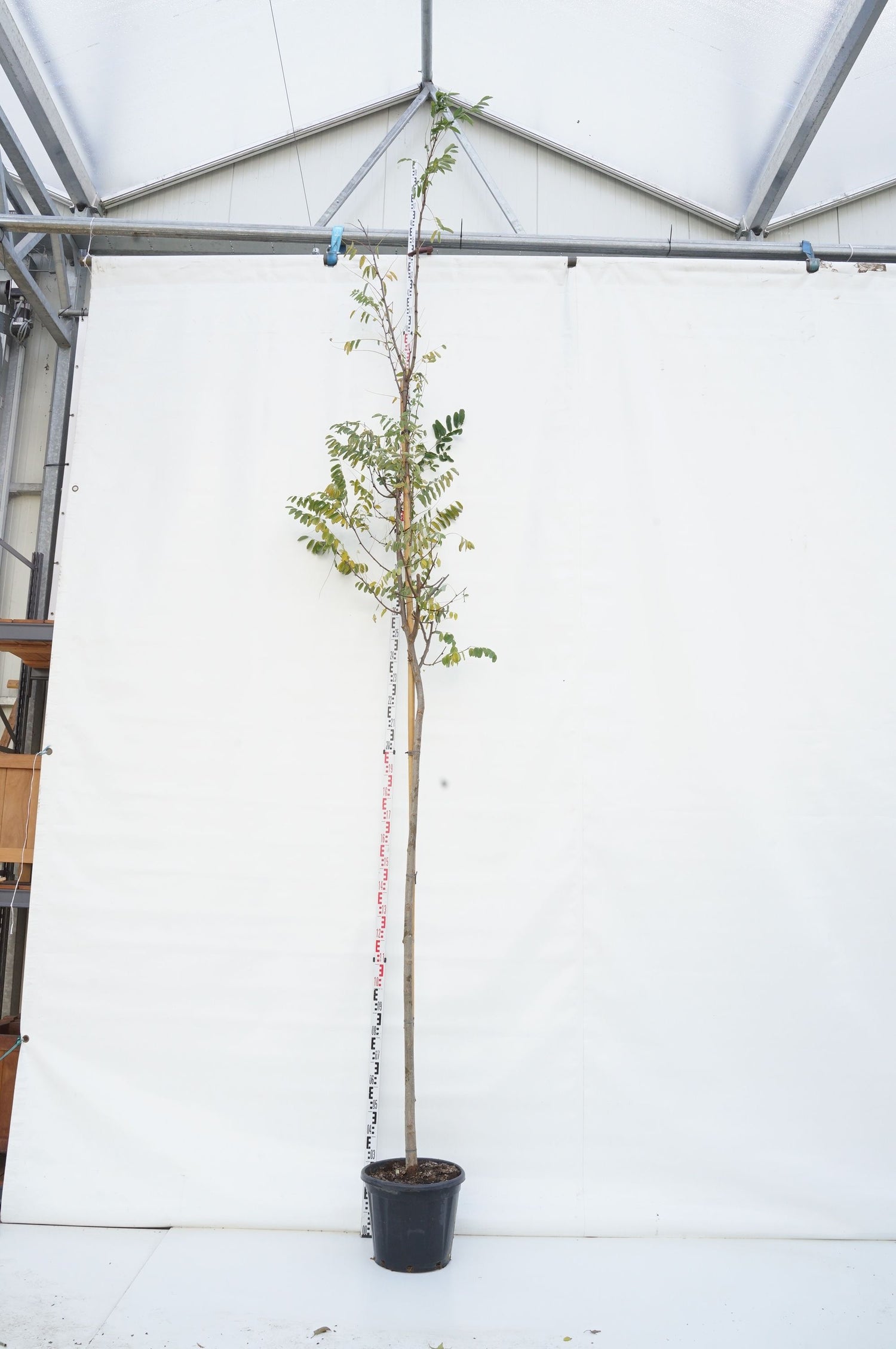 Robinia ps. &