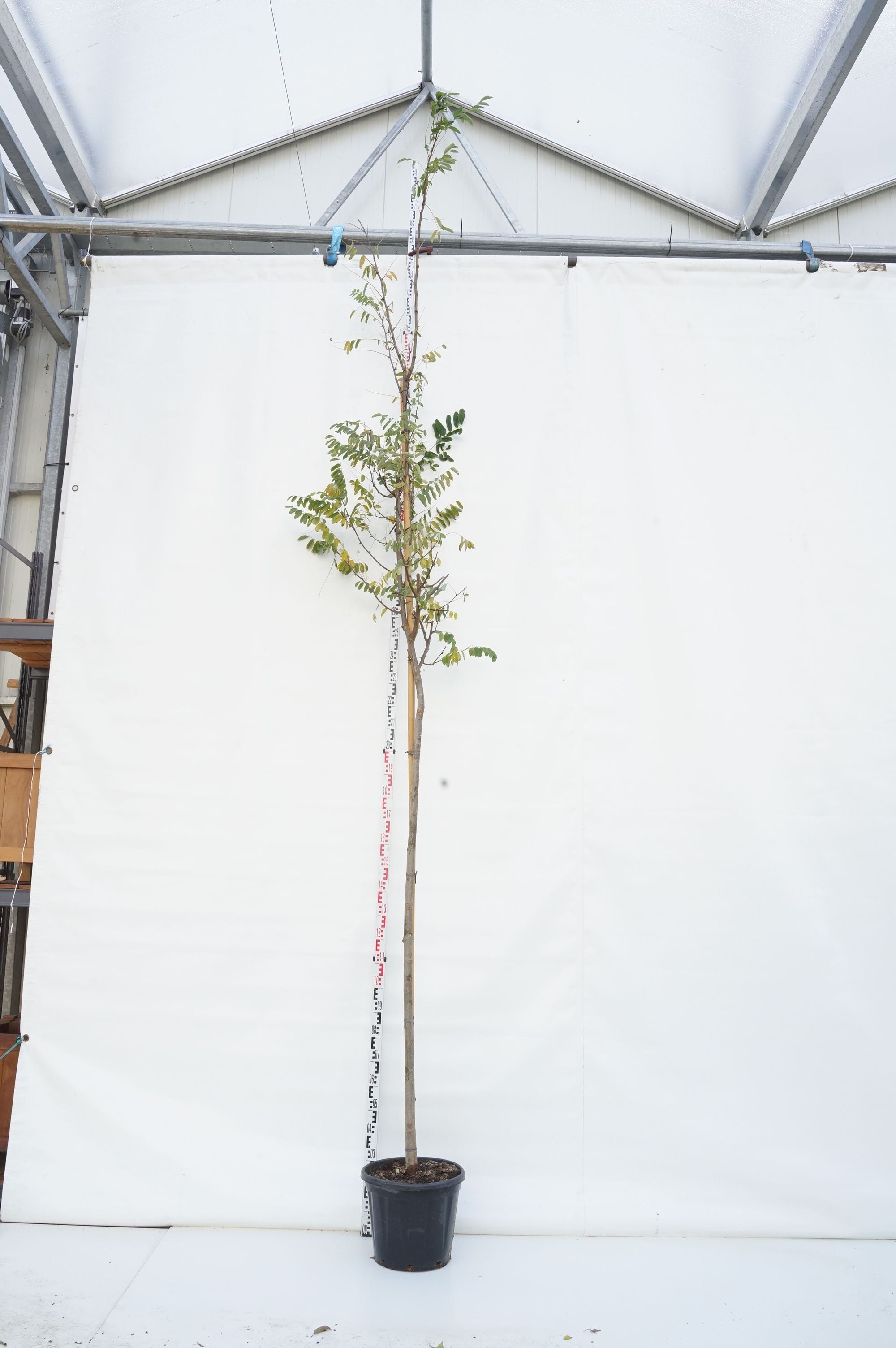 Robinia ps. &