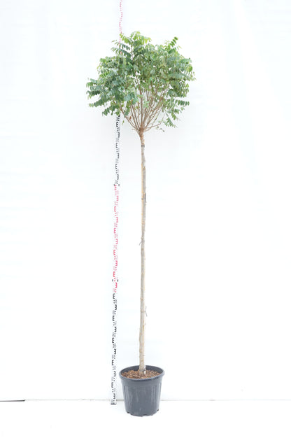 Robinia ps. &