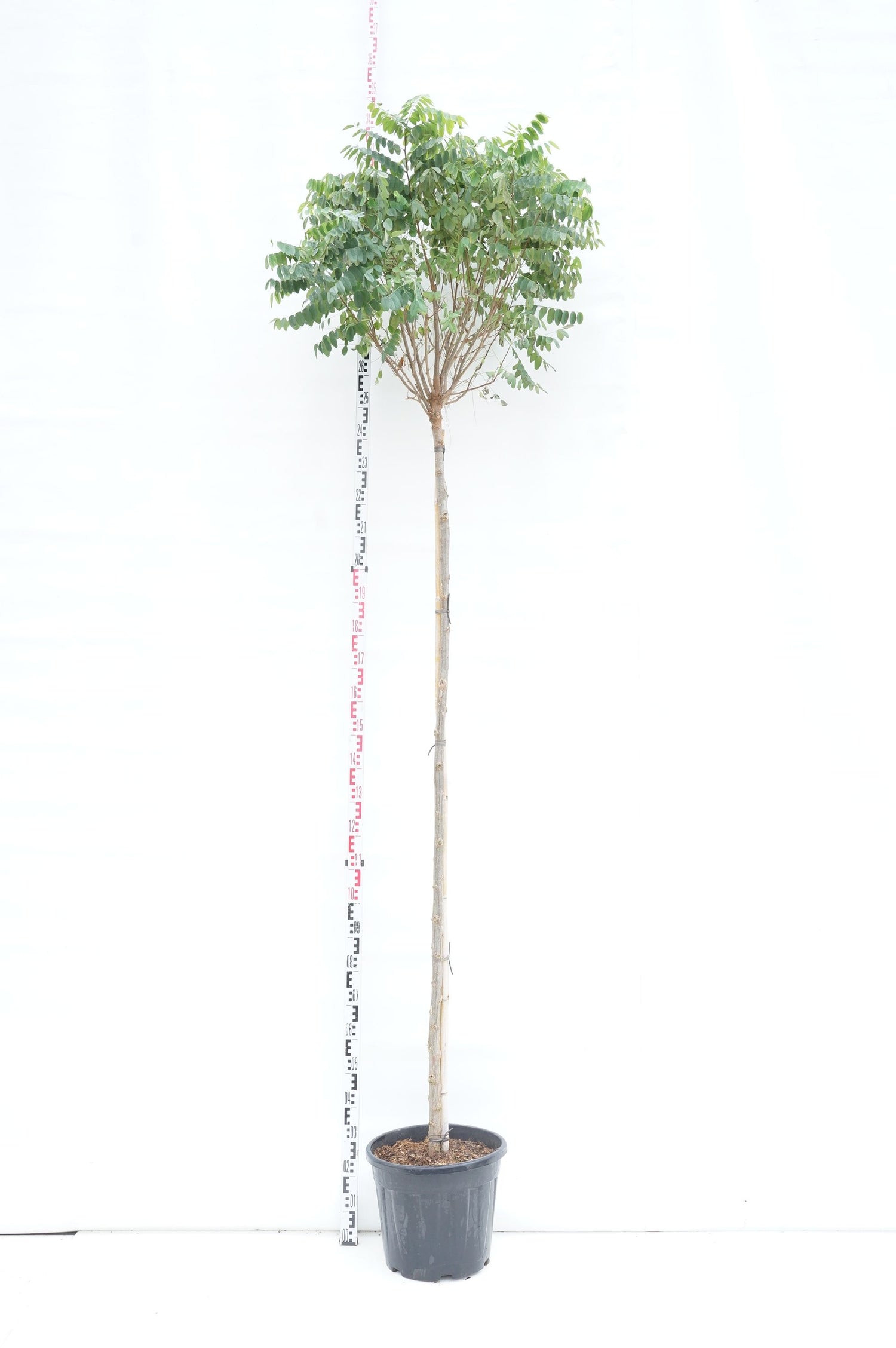 Robinia ps. &