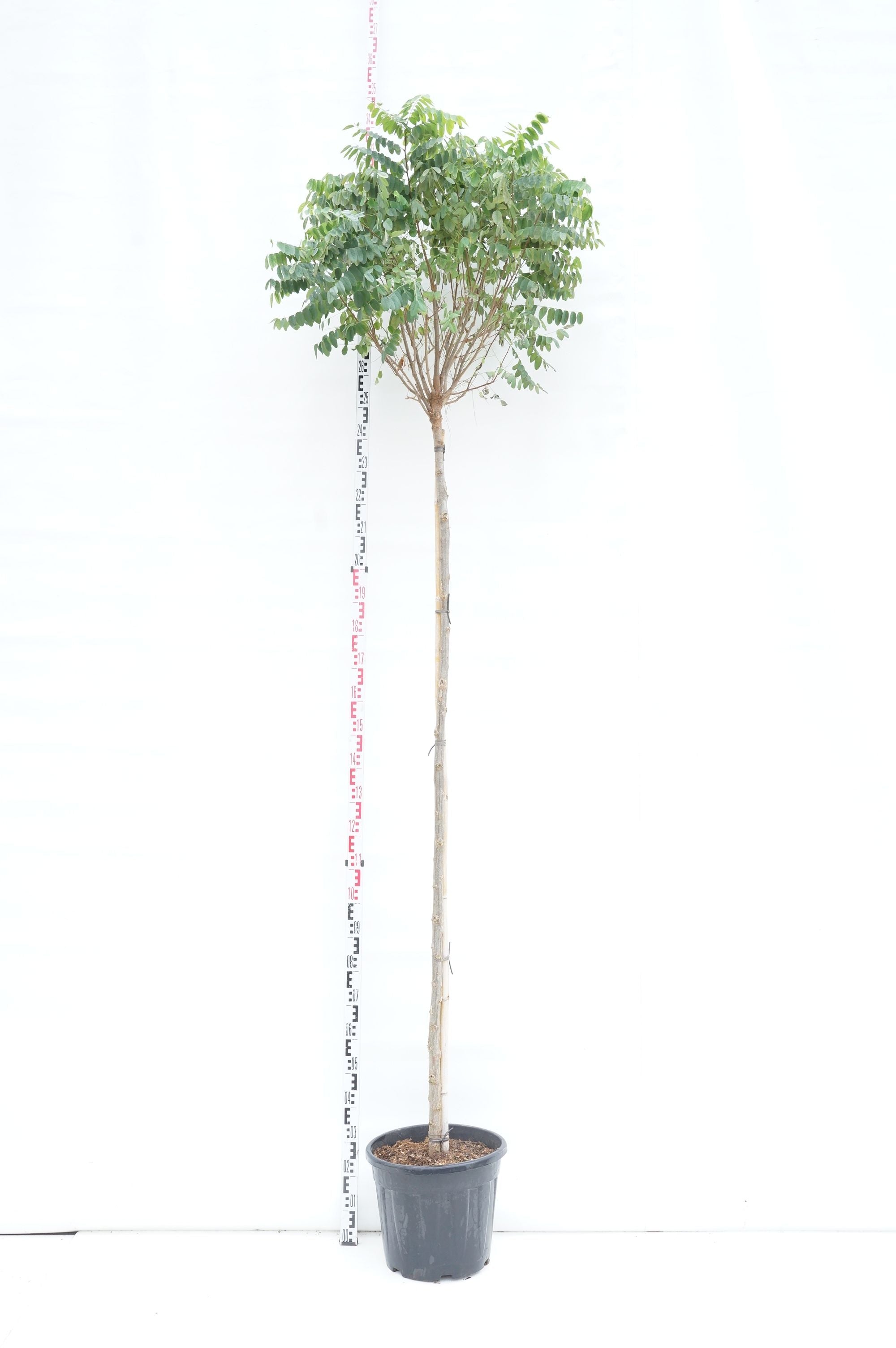 Robinia ps. &