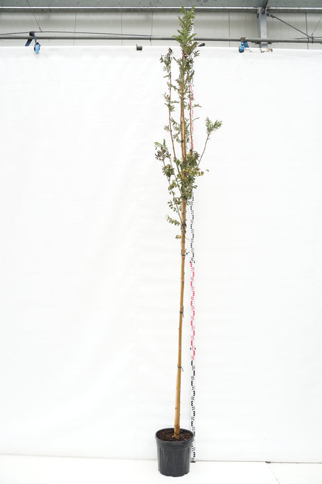 Sorbus auc. 'Sheerwater Seedling'