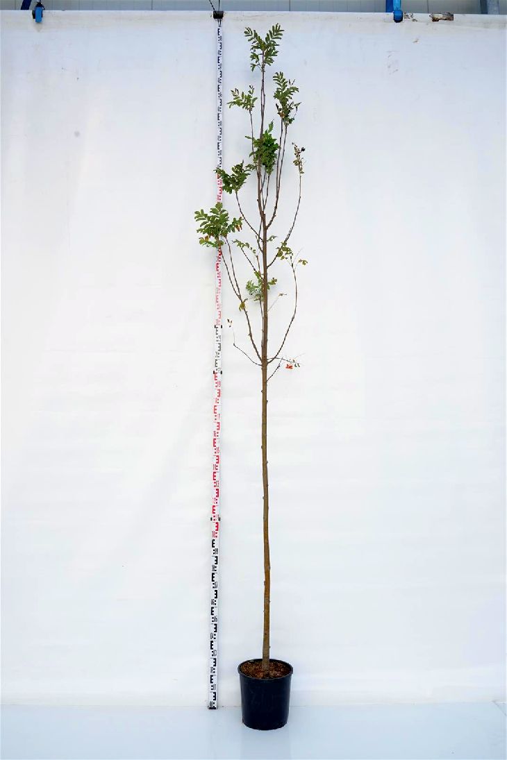 Rönn aucuparia - 8-10CM STANDARD C18
