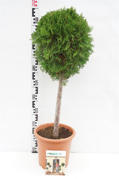 Thuja occidentalis &