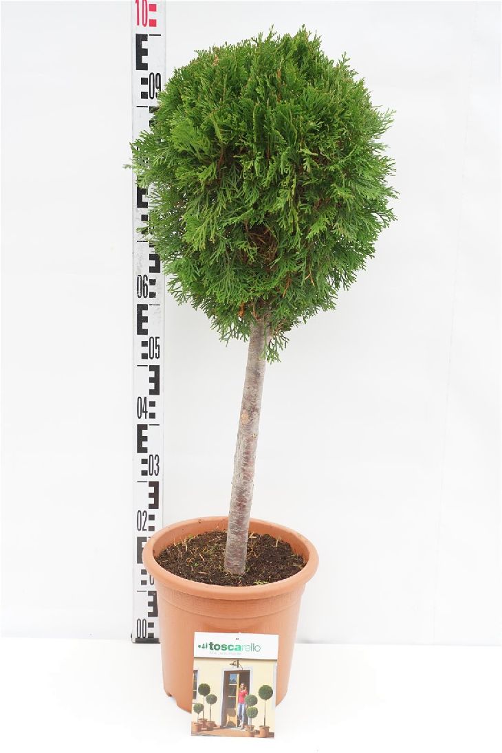 Thuja occidentalis &