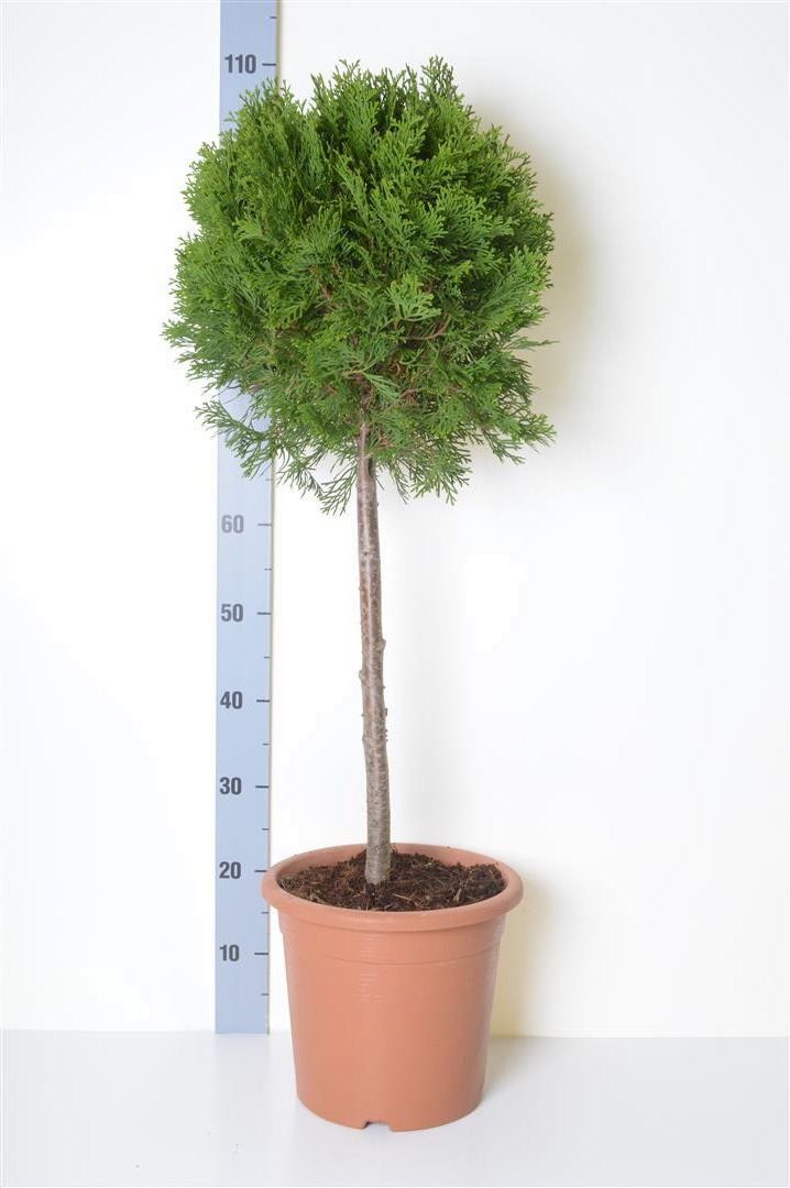 Thuja occidentalis &