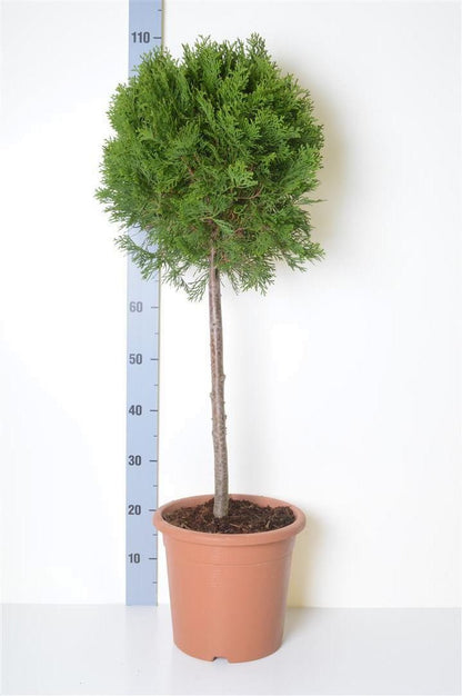 Thuja occidentalis &
