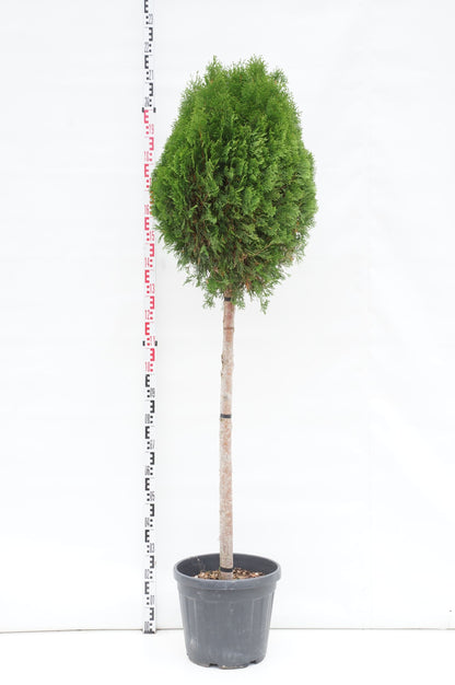 Thuja occidentalis &