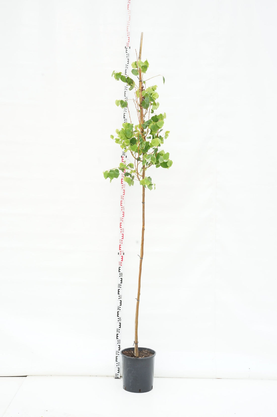 Lind cordata &