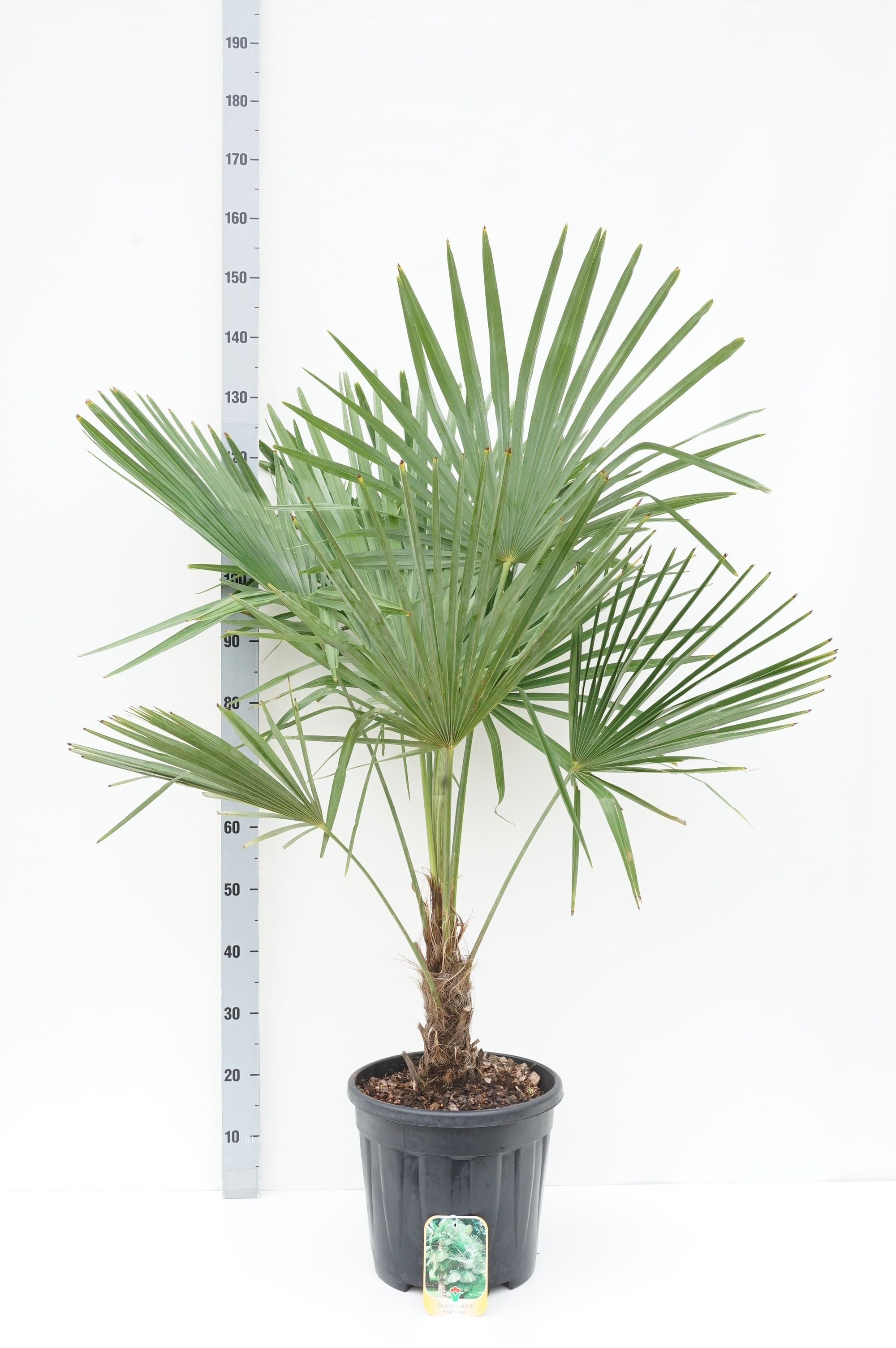 Hamppalm fortunei - 30 CM STEM C15