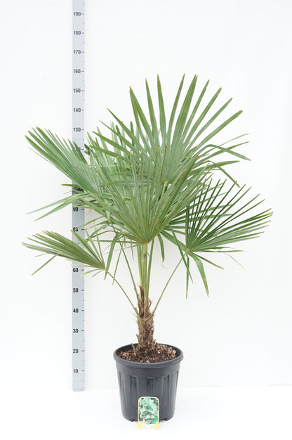 Trachycarpus fortunei 30 cm stam C15 (15 liters kruka)