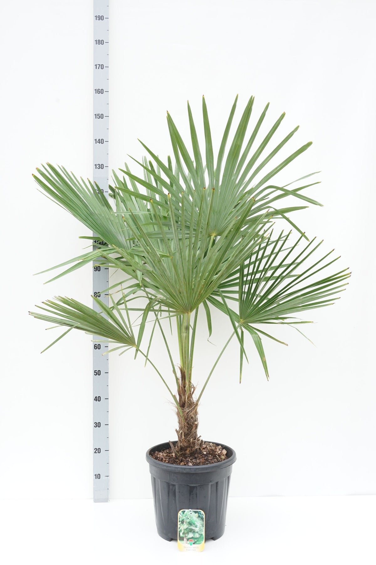 Trachycarpus fortunei 30 cm stam C15 (15 liters kruka)
