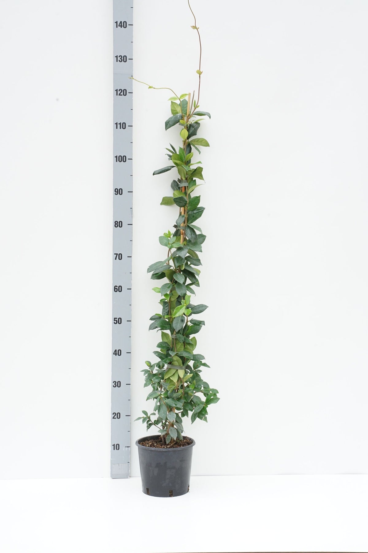 Trachelospermum jasminoides C3 (3 liters kruka) 150+ cm