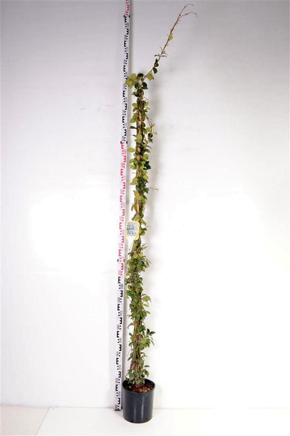 Trachelospermum jasminoides C10 (10 liters kruka) 175-200 cm