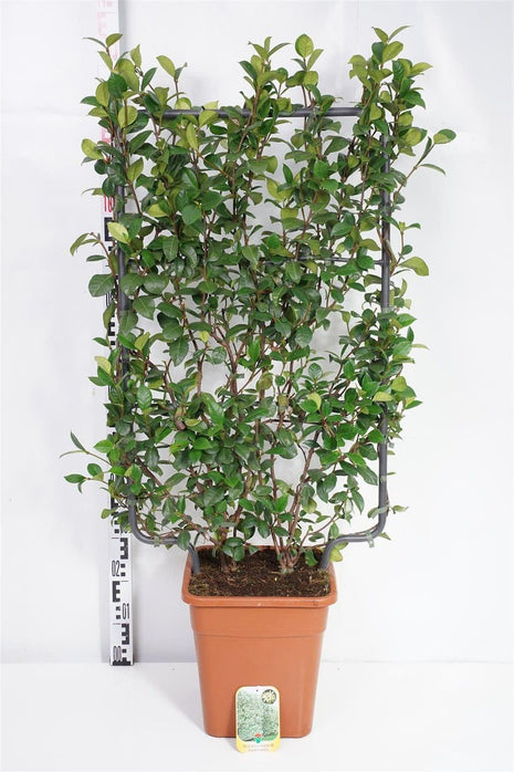 Trachelospermum jasminoides