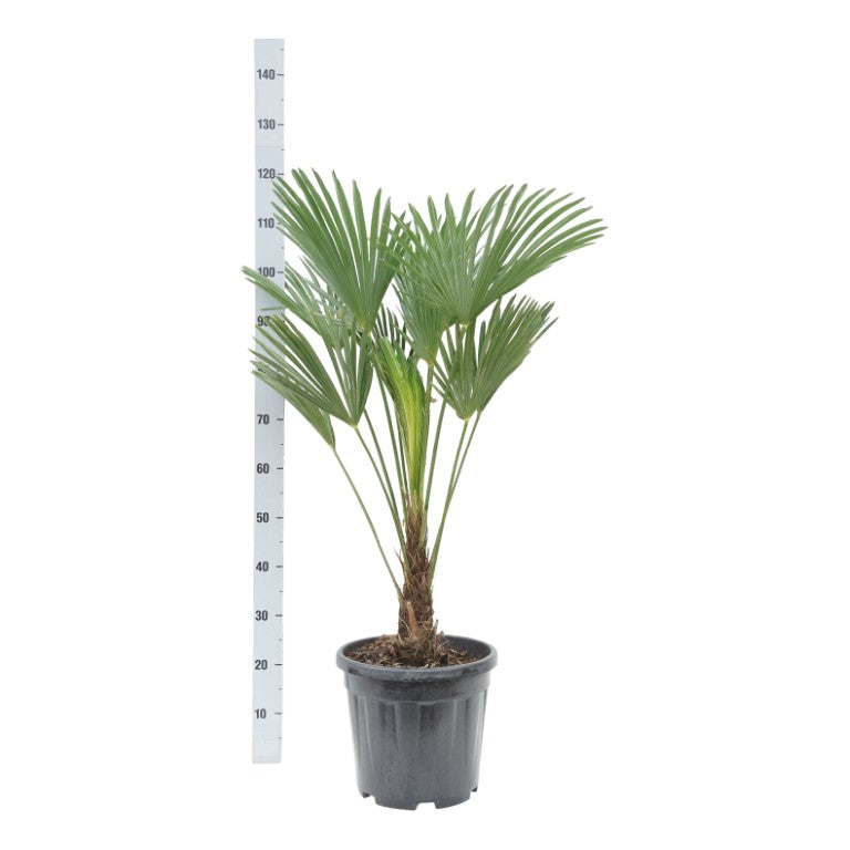 Trachycarpus wagnerianus 20 cm stam C15 (15 liters kruka)