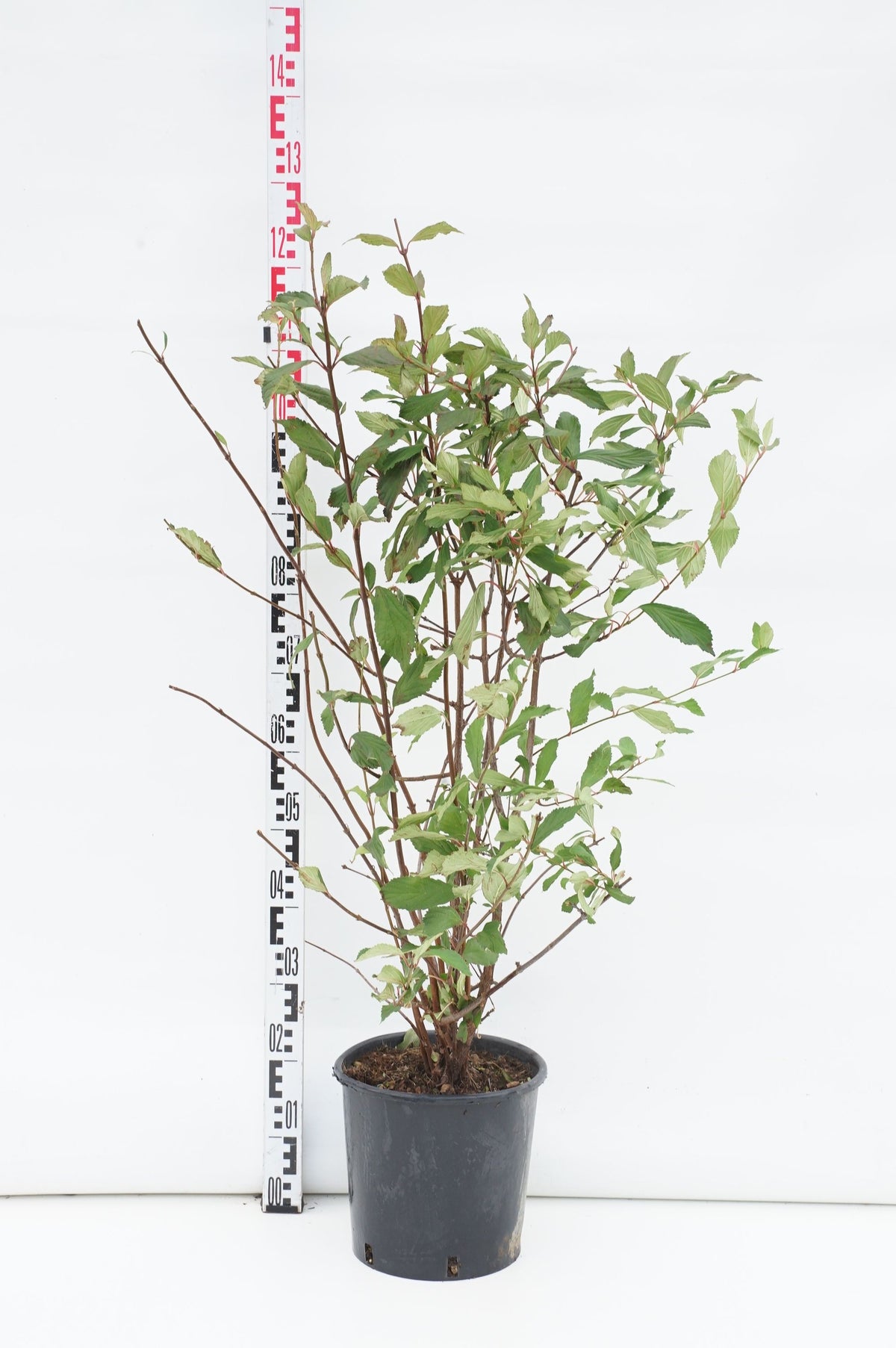 Viburnum bodnantense &