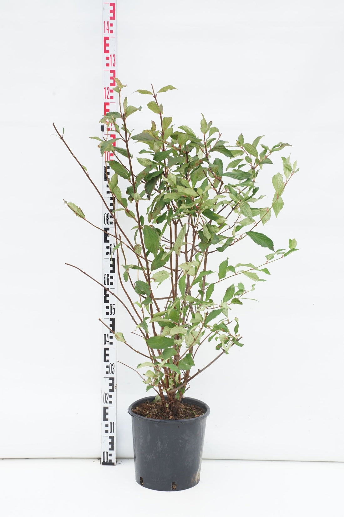 Viburnum bodnantense &