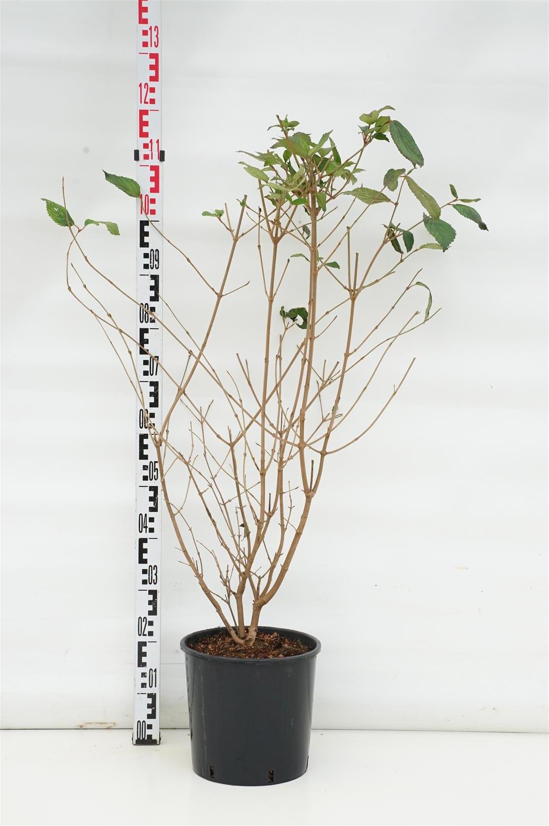 Viburnum plicatum &