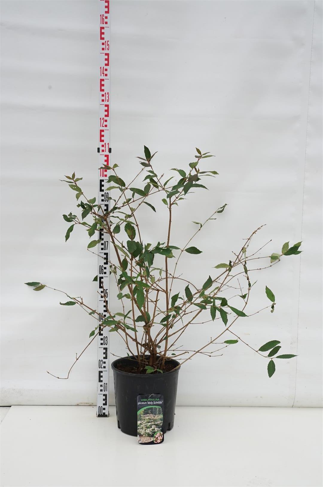 Viburnum plicatum &