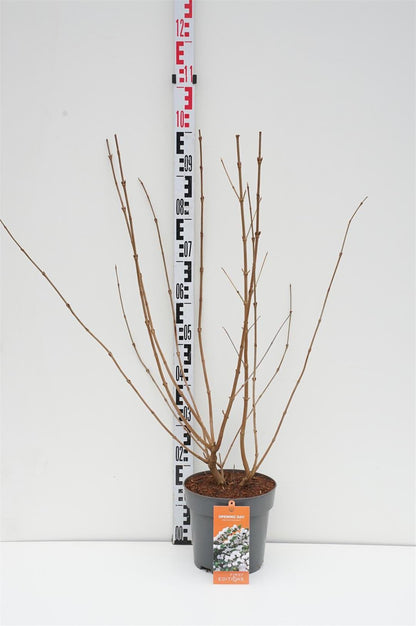 Viburnum plicatum &