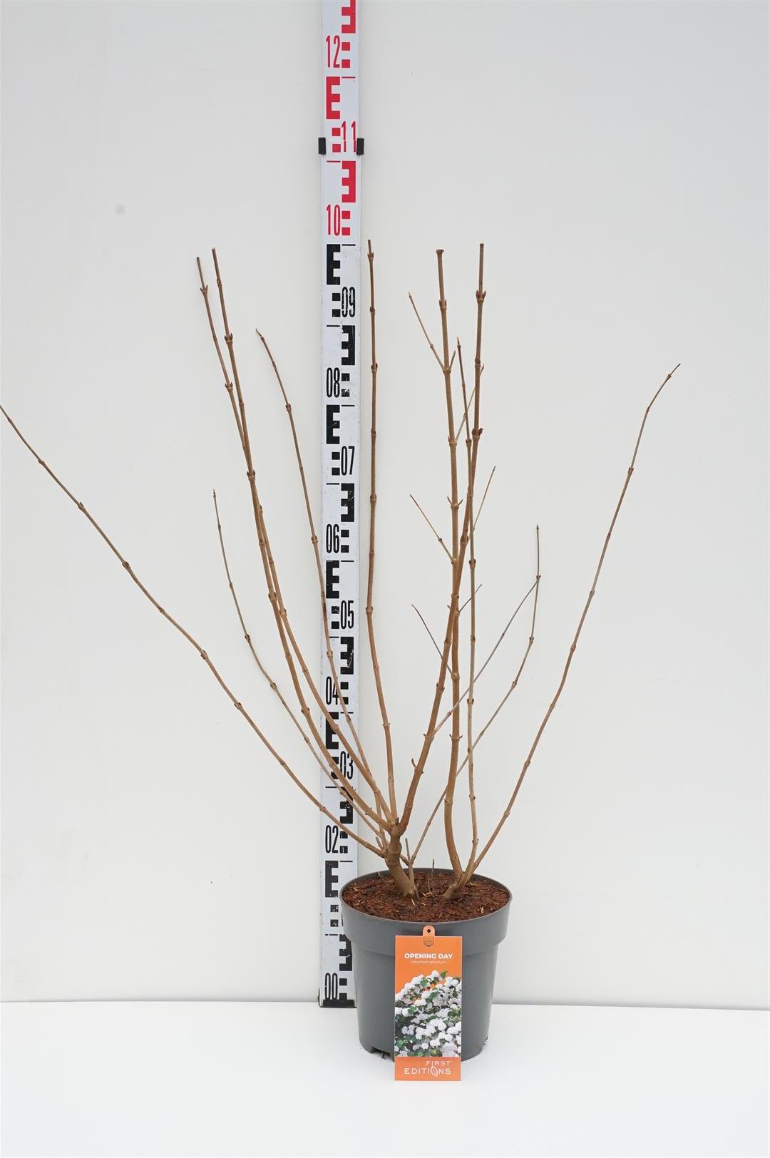 Viburnum plicatum &