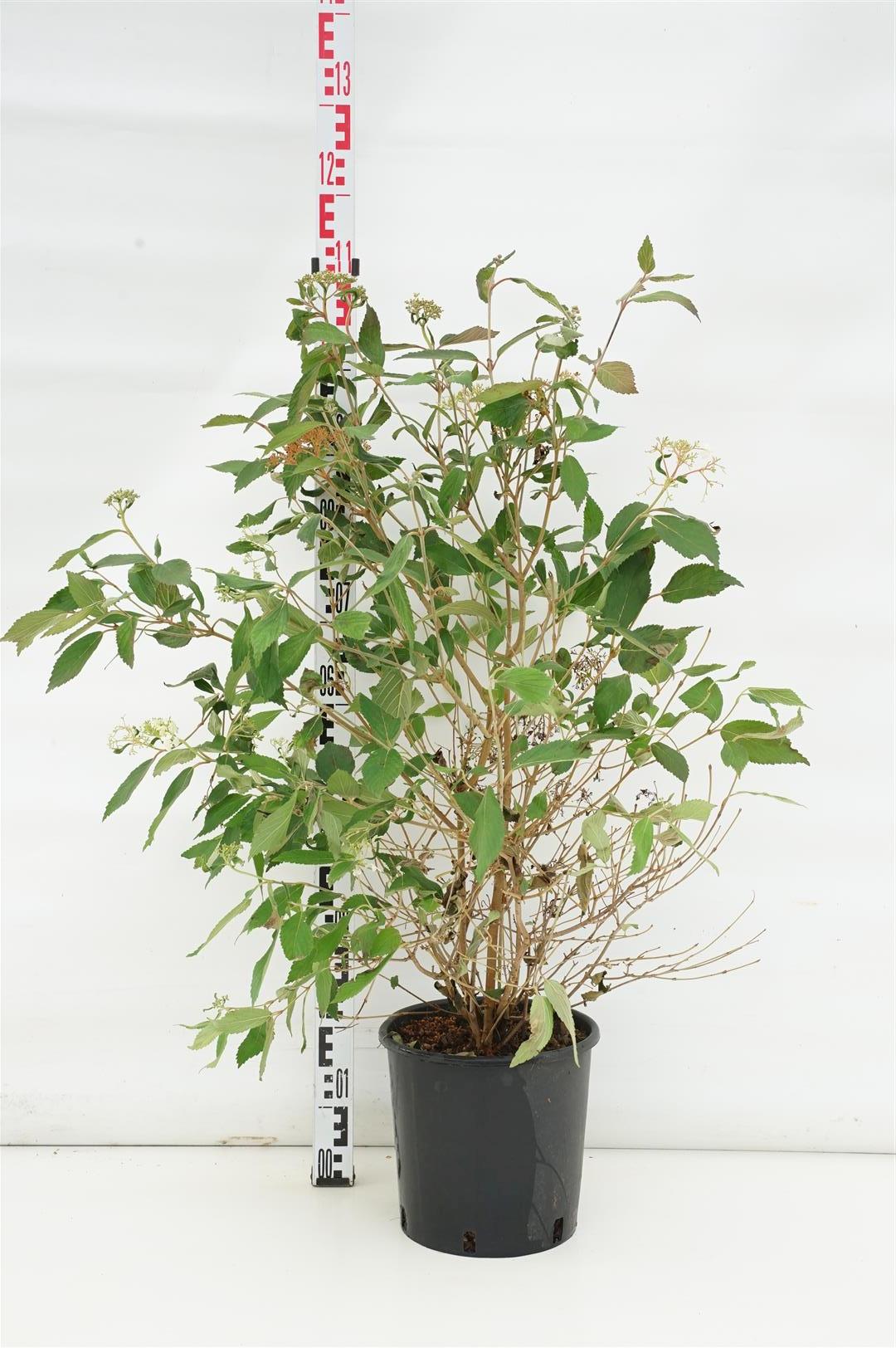 Viburnum plicatum &