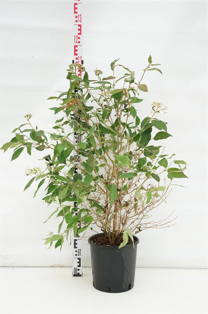 Viburnum plicatum &