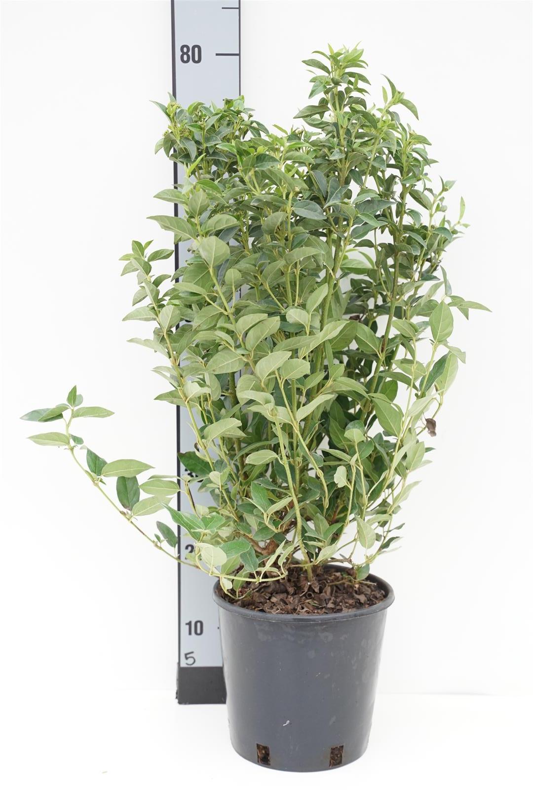 Viburnum tinus &
