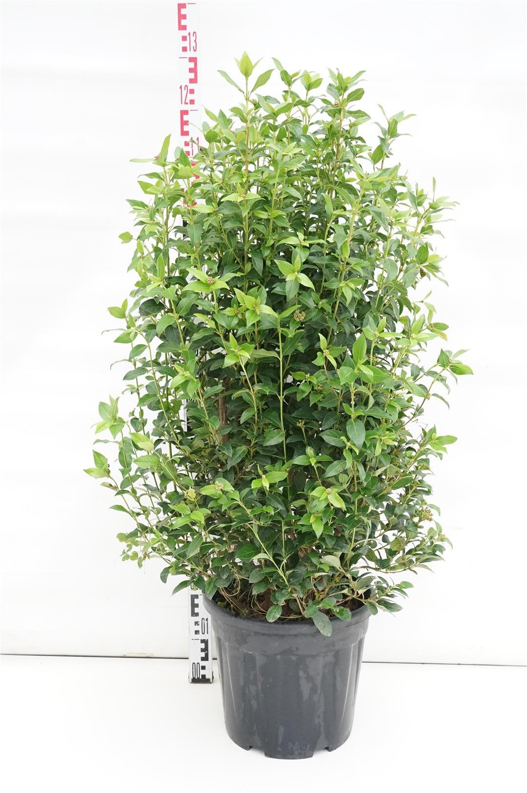 Viburnum tinus &