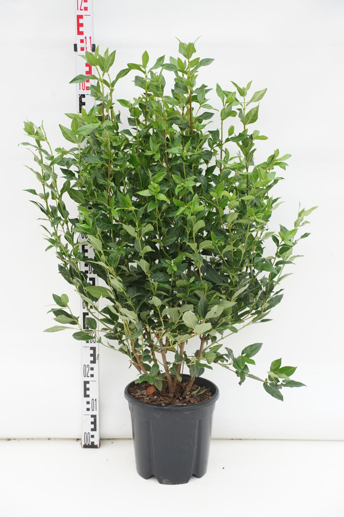 Viburnum tinus &