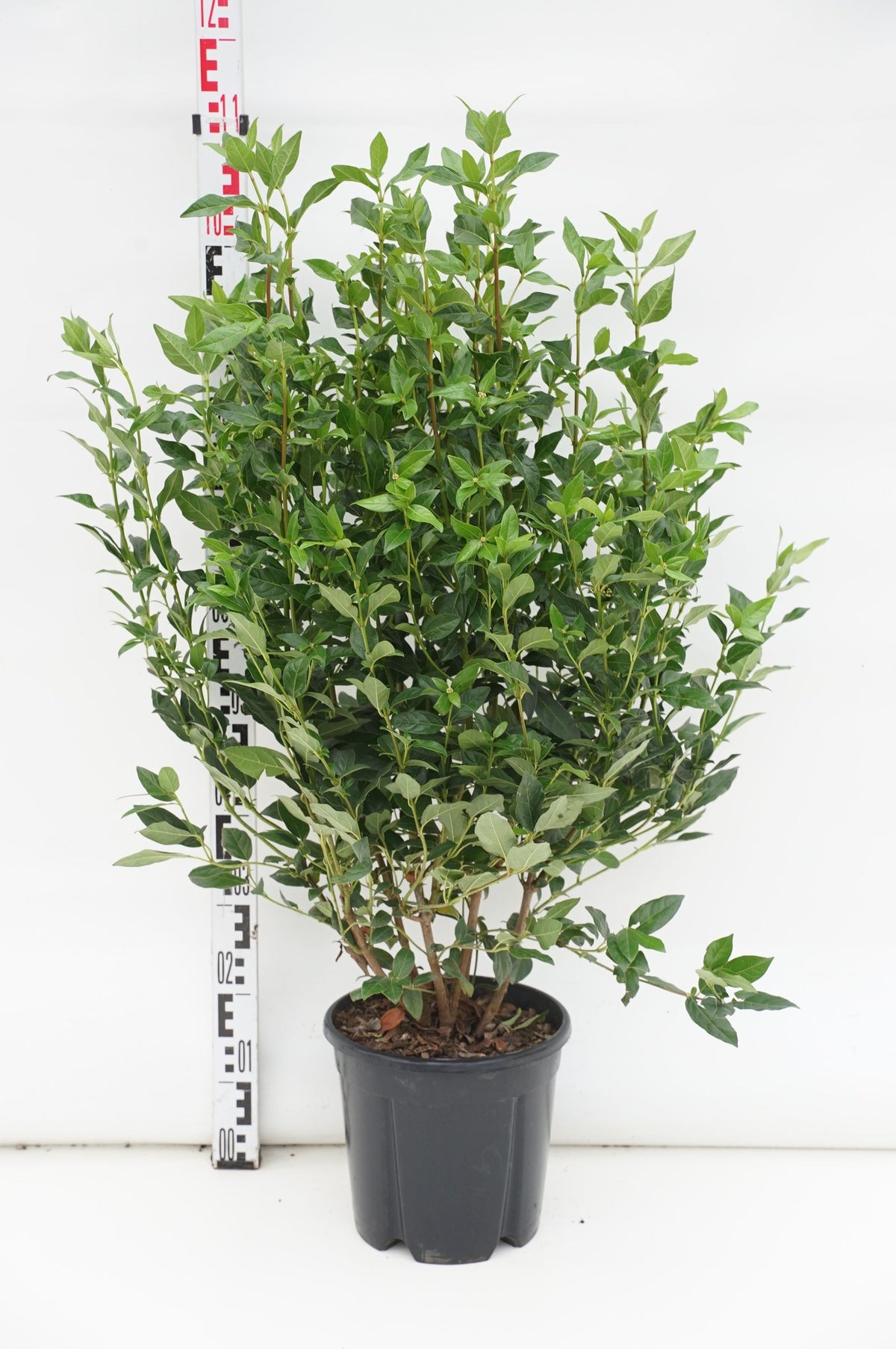 Viburnum tinus &
