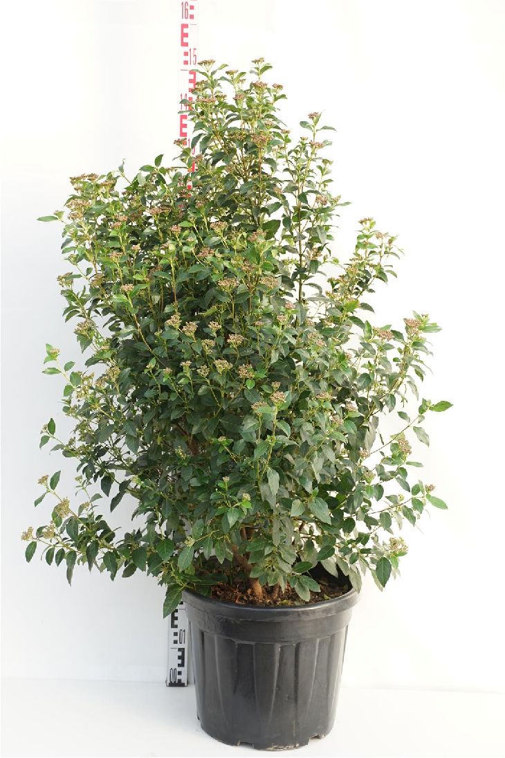 Viburnum tinus &