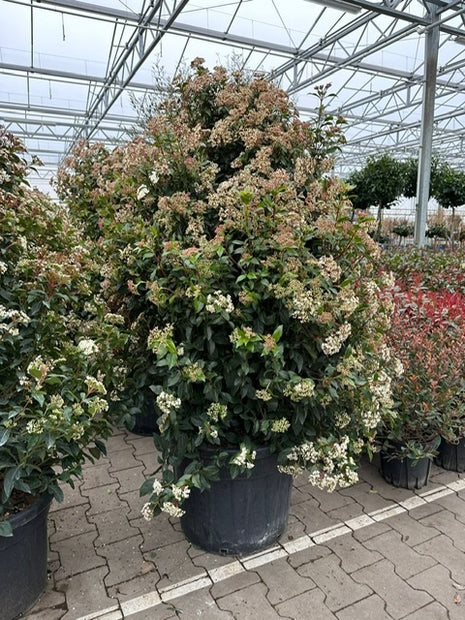 Viburnum tinus 'Eve Price'